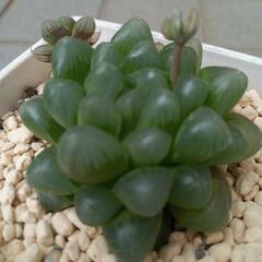多肉植物　ハオルチア　オブツーサの画像
