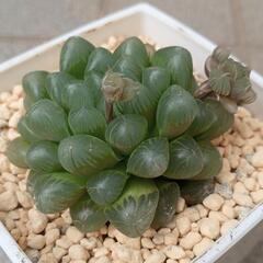多肉植物　ハオルチア　オブツーサの画像
