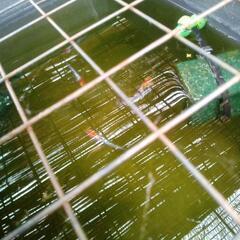 趣味でメダカを愛好飼育皆様へ、、、 - 米子市