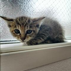 子猫の里親＊ - 蕨市