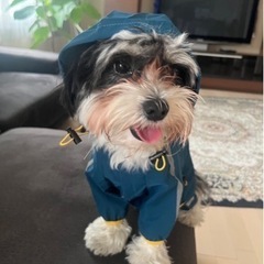 ペット用カッパの画像
