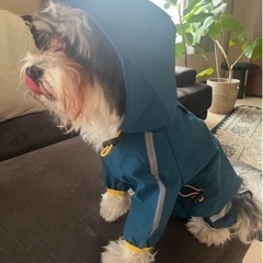 ペット用カッパの画像