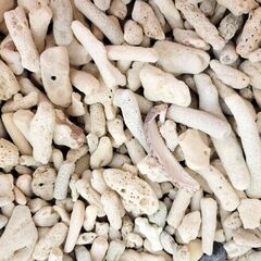 観賞魚・部屋の飾りに！【さんご石】2kgの画像