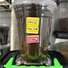 ヘラクレスオオカブト幼虫　単品