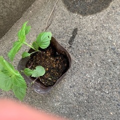 大葉の苗　シソの葉