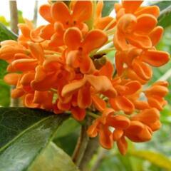 紅花キンモクセイ