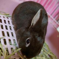 ネザーランドドワーフ・♀・2才【決まりました】
