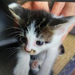 生後1ヶ月程、子猫4匹