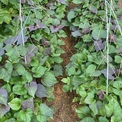 🌱安納芋🌱苗10本400円🌱の画像