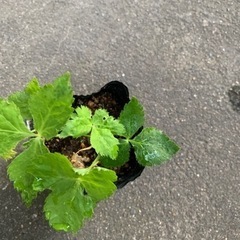 三つ葉の苗　