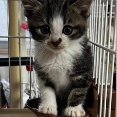 🌸里親様へ正式譲渡🌸キジトラ兄弟🐱