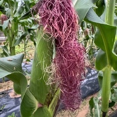 日本初！熊本発　大和ルージュ　🌽トウモロコシの画像
