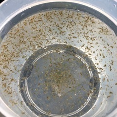メダカの活き餌、オオミジンコの画像