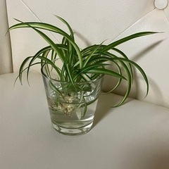 🌱オリズルラン‪🌱‬ボニー🌱🌱🌱観葉植物の画像