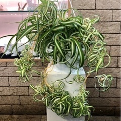 🌱オリズルラン‪🌱‬ボニー🌱🌱🌱観葉植物