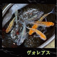 メダカ　ヴォレアスの卵