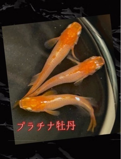 メダカ　プラチナ牡丹の卵