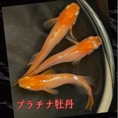 佐賀県 伊万里市のメダカの中古が安い！激安で譲ります・無料で