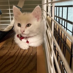 トライアル決定😺かわいい白猫の女の子です　6/9譲渡会参加予定