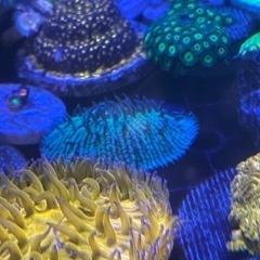 グリーンのクサビライシ②の画像