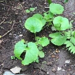 ★ 大岡山 ★ 秋まきの種 ★ ムラサキハナナ ★ さや入 ★ の画像