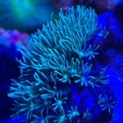 メタリックグリーンスタポの画像