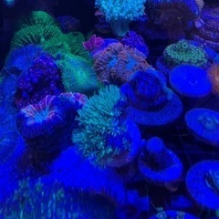 メタリックグリーンスタポの画像