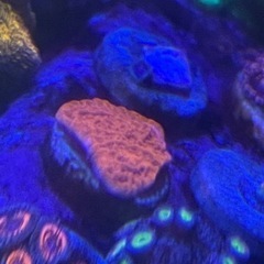 ウスコモンレッドの画像