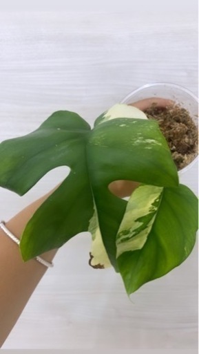 斑入りヒメノステラ ラフィドフォラ テトラスペルマ パラゴン植物