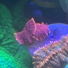 レッド　ディスクコーラルの画像