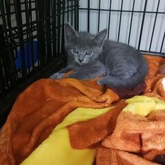 お母さん猫ちゃんがいなくなって