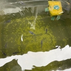ミックスメダカの卵20＋α