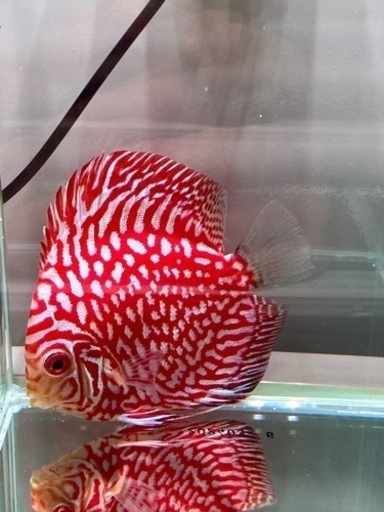 ディスカス　４匹