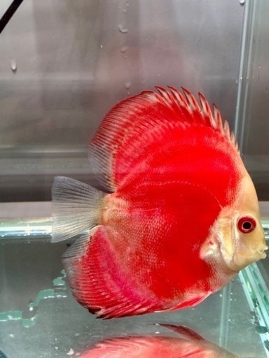 ディスカス　４匹