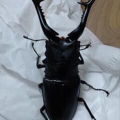 112㎜ ギラファノコギリクワガタの画像