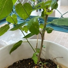 マルベリー　鉢植えの画像