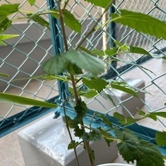 マルベリー　鉢植えの画像