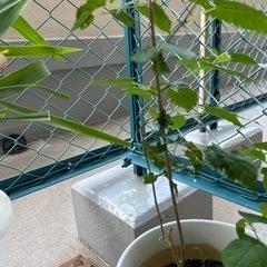 マルベリー　鉢植えの画像