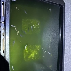 メダカの画像