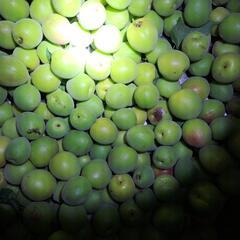 大好評　南高梅　キズ、汚れ等ありの画像