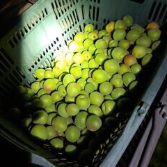 大好評　南高梅　キズ、汚れ等ありの画像