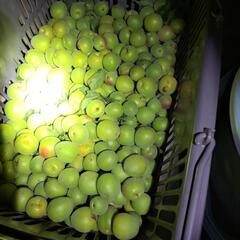 大好評　南高梅　キズ、汚れ等ありの画像