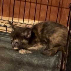 小さな子猫♡生後2ヶ月♡メス♡陰性 - 里親募集