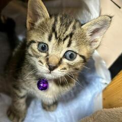(紫鈴)もう少しで１ヶ月の子猫　