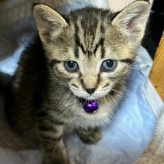 (紫鈴)もう少しで１ヶ月の子猫　 - 市原市