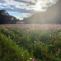 ヨガをのんびりご一緒できる方をゆる〜く募集してます