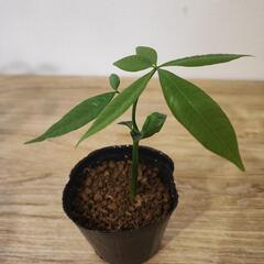 観葉植物 実生パキラ①