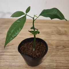 観葉植物 実生パキラ③