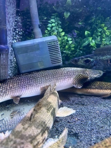 熱帯魚ポリプテルス オルナティ