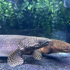 熱帯魚ポリプテルス オルナティ